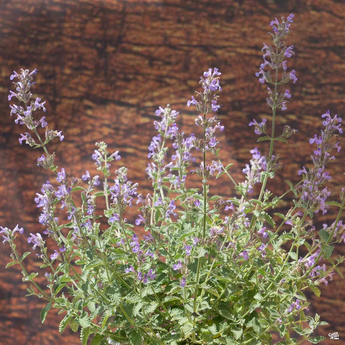 Catmint 'Walker's Low'