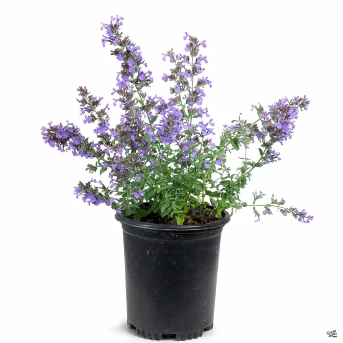 2255-catmint-walker-s-low-2.webp Catmint 'Walker's Low'