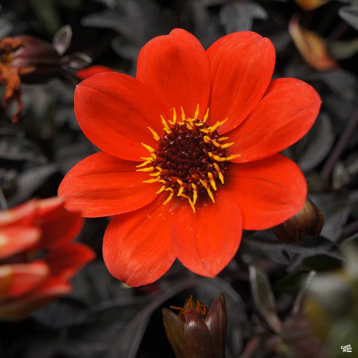 2260-dahlia-mystic-series-1.webp Dahlia 'Mystic' Series