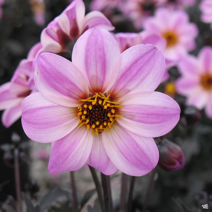 2260-dahlia-mystic-series-2.webp Dahlia 'Mystic' Series