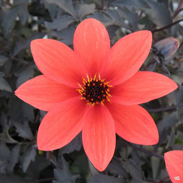 2260-dahlia-mystic-series-3.webp Dahlia 'Mystic' Series