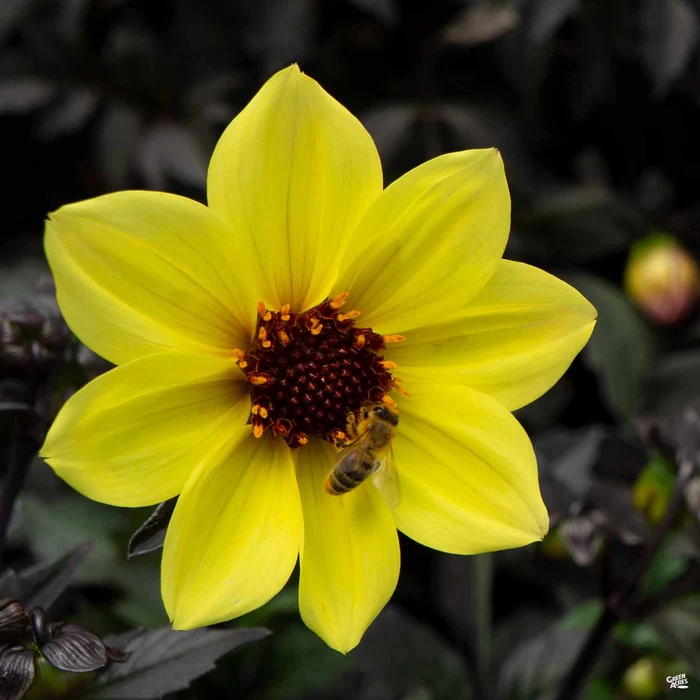 2260-dahlia-mystic-series-4.webp Dahlia 'Mystic' Series