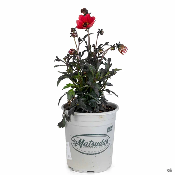 2260-dahlia-mystic-series-5.webp Dahlia 'Mystic' Series
