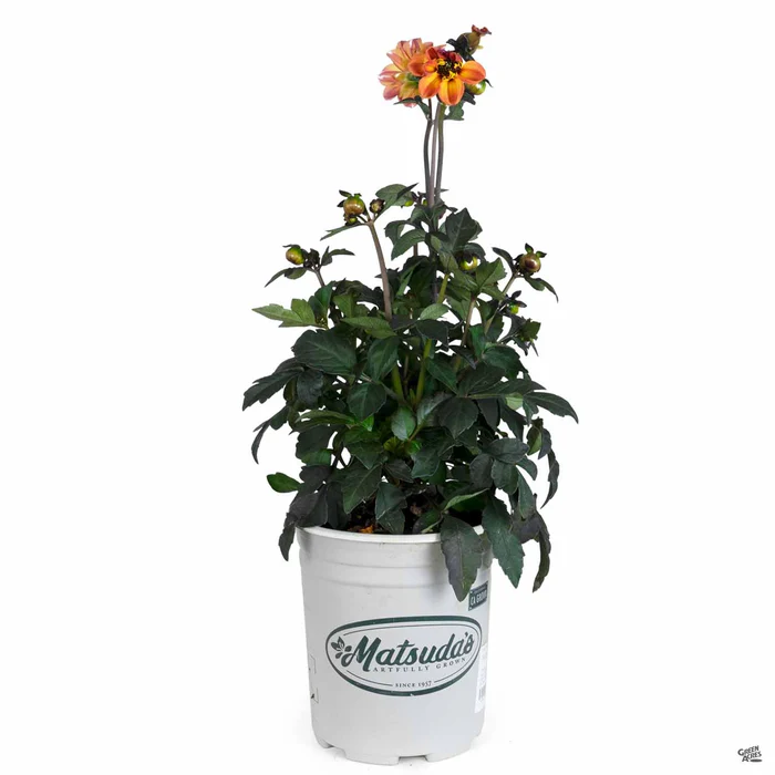 2260-dahlia-mystic-series-6.webp Dahlia 'Mystic' Series