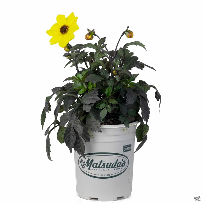 2260-dahlia-mystic-series-7.webp Dahlia 'Mystic' Series