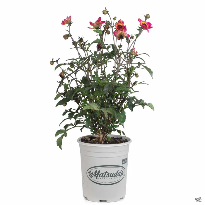 2260-dahlia-mystic-series-8.webp Dahlia 'Mystic' Series