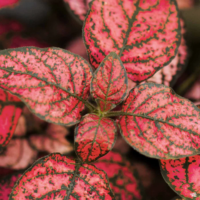 2262-hippo-red-polka-dot-plant-1.webp Hippo Red Polka Dot Plant