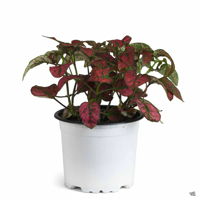 2262-hippo-red-polka-dot-plant-2.webp Hippo Red Polka Dot Plant
