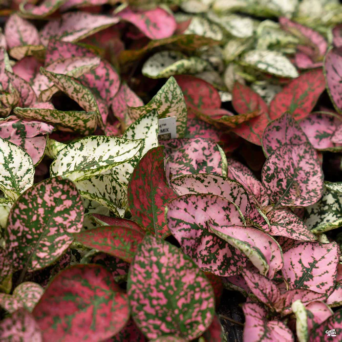 Hippo Polka Dot Plant