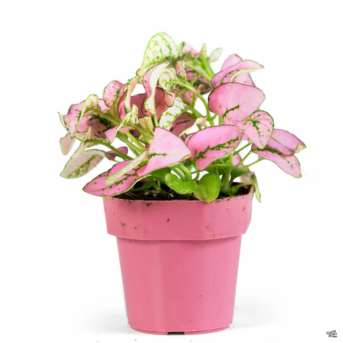 2264-hippo-pink-polka-dot-plant-2.webp Hippo Pink Polka Dot Plant