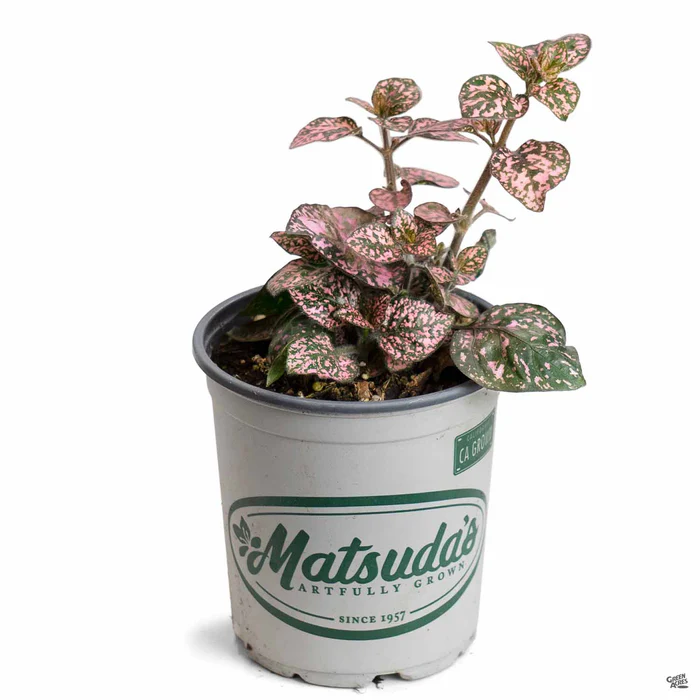 2264-hippo-pink-polka-dot-plant-3.webp Hippo Pink Polka Dot Plant