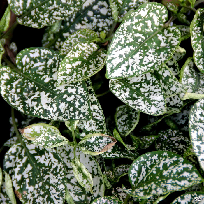 2265-hippo-white-polka-dot-plant-1.webp Hippo White Polka Dot Plant