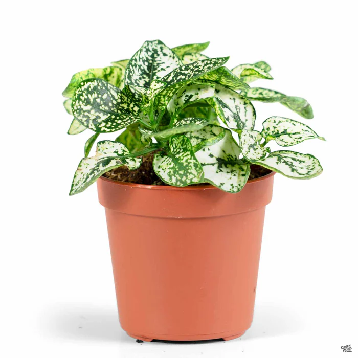 2265-hippo-white-polka-dot-plant-2.webp Hippo White Polka Dot Plant