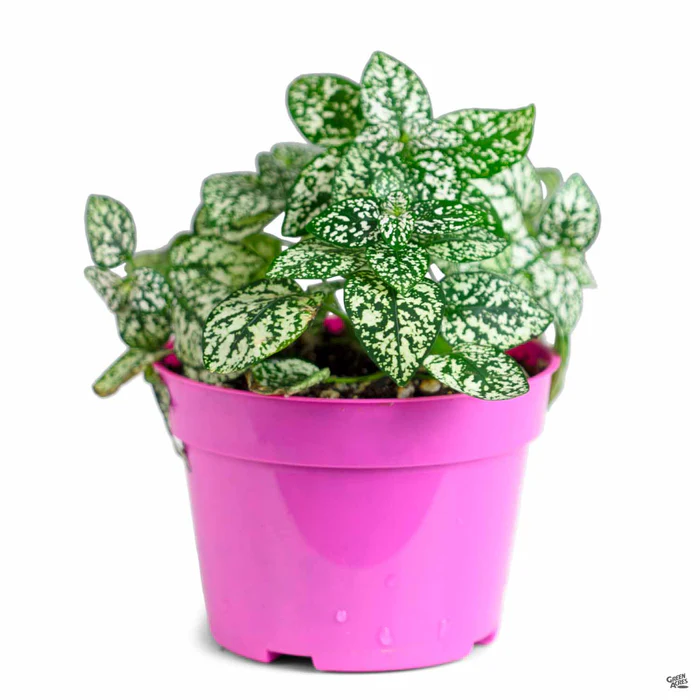 2265-hippo-white-polka-dot-plant-3.webp Hippo White Polka Dot Plant