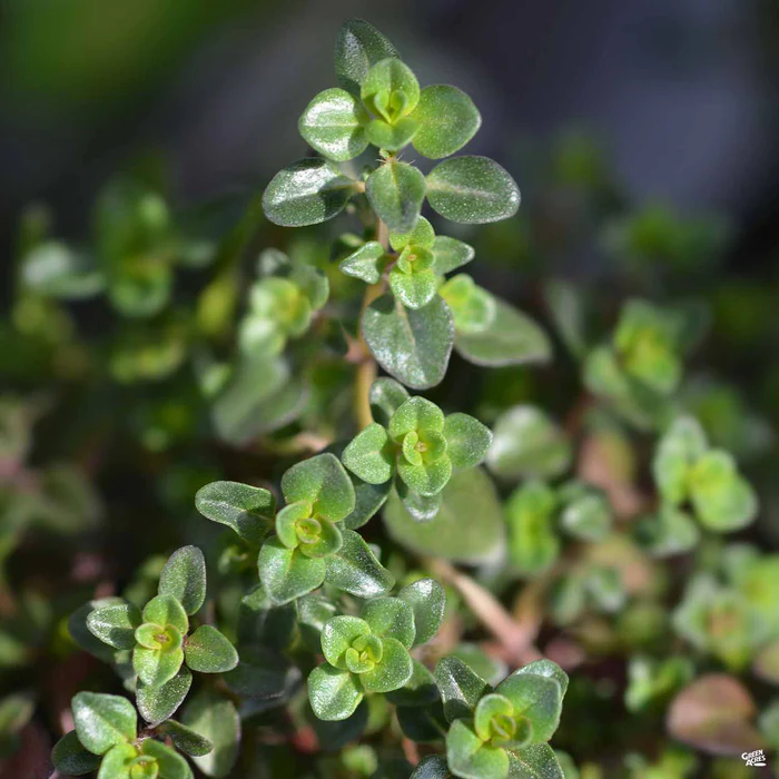 Creeping Thyme 'Red'