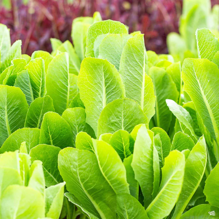 2271-lettuce-green-romaine-1.webp Lettuce 'Green Romaine'