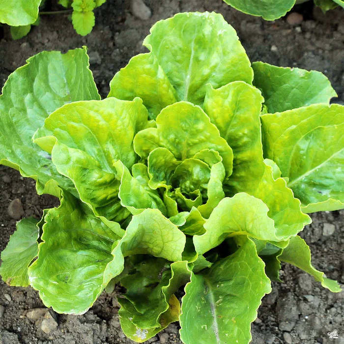 2271-lettuce-green-romaine-2.webp Lettuce 'Green Romaine'