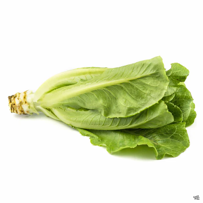 2271-lettuce-green-romaine-3.webp Lettuce 'Green Romaine'