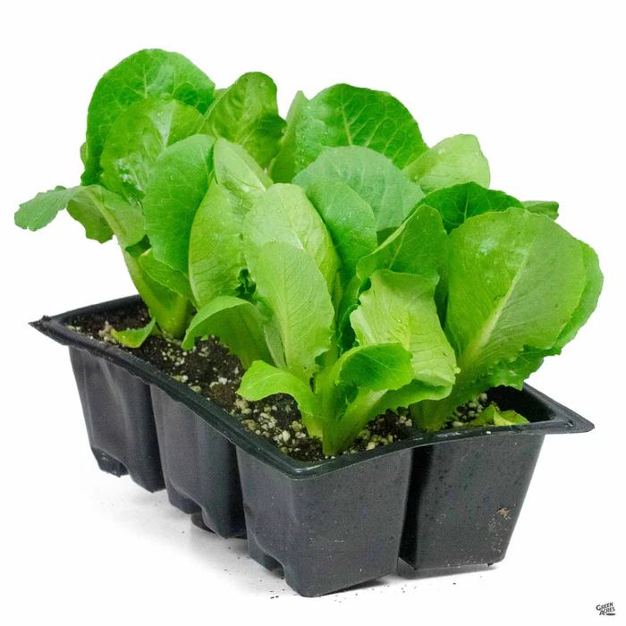 2271-lettuce-green-romaine-4.webp Lettuce 'Green Romaine'