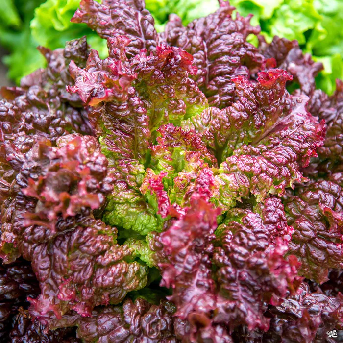 2274-lettuce-lollo-rosso-1.webp Lettuce 'Lollo Rosso'