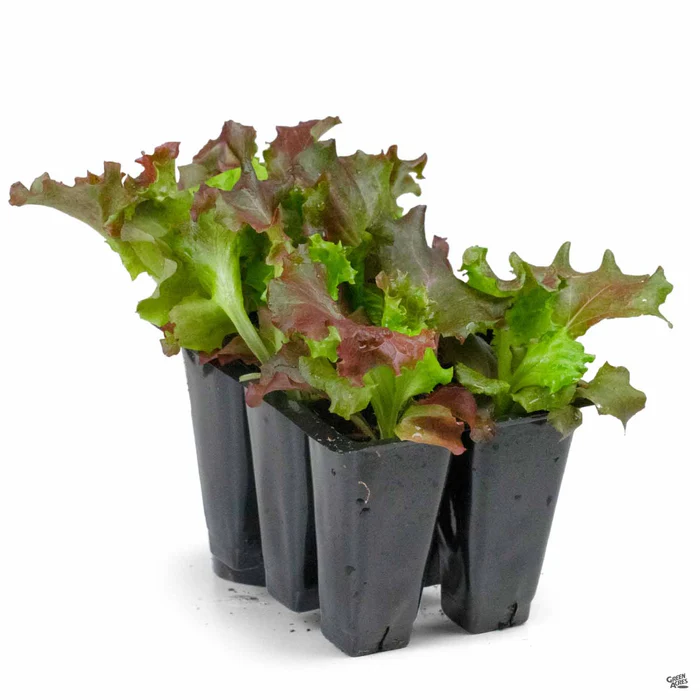 2274-lettuce-lollo-rosso-2.webp Lettuce 'Lollo Rosso'