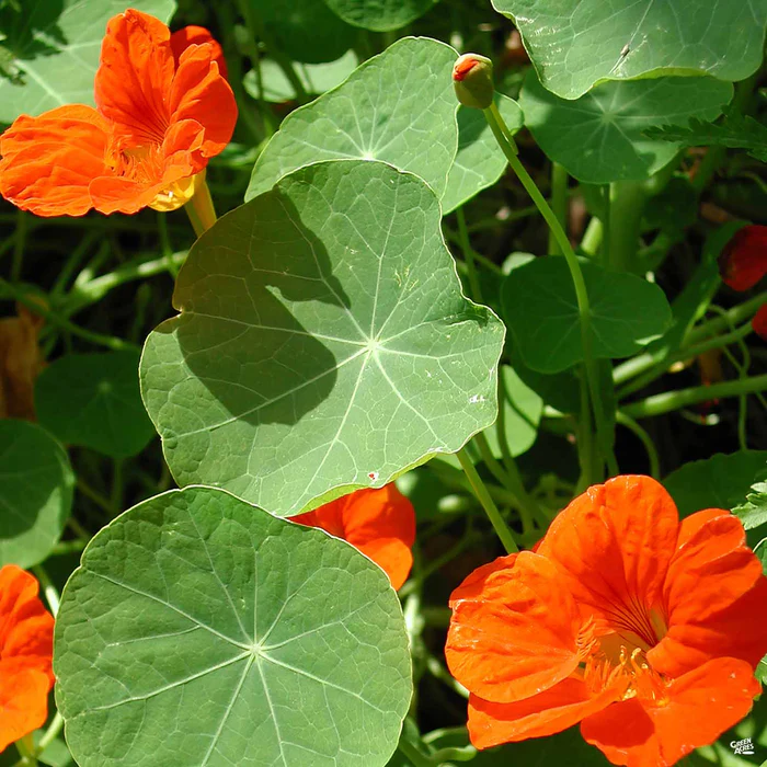 Nasturtium