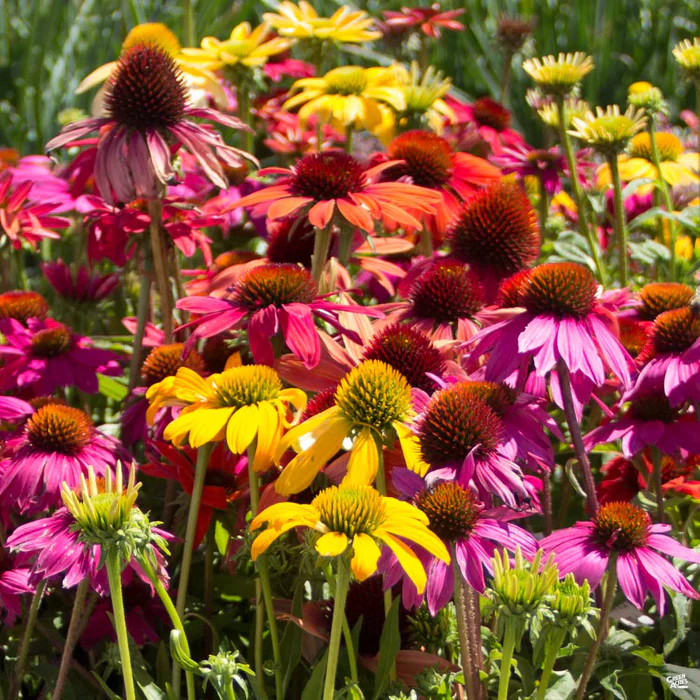 Coneflower