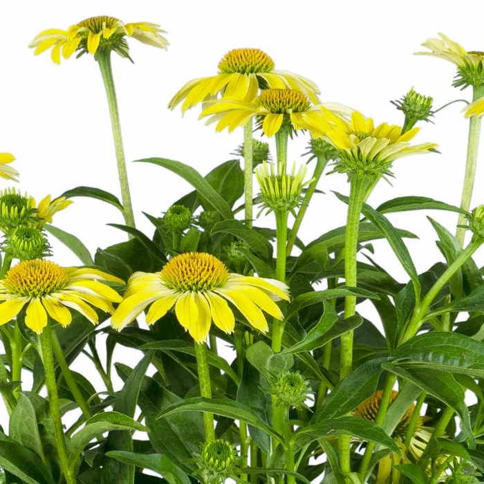 2276-coneflower-3.webp Coneflower