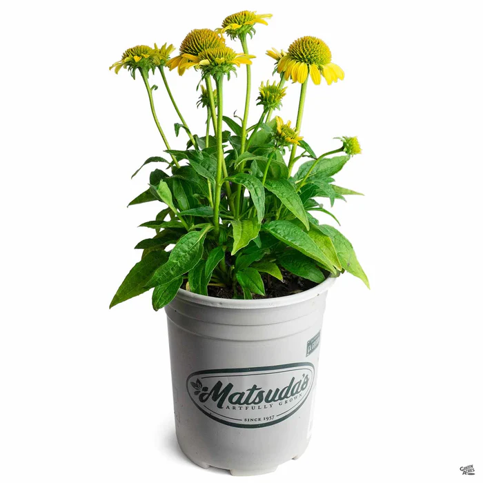 2276-coneflower-4.webp Coneflower
