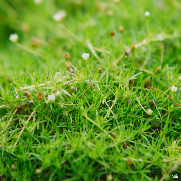 2281-scotch-moss-1.webp Scotch Moss