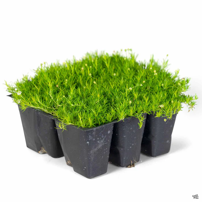 2281-scotch-moss-2.webp Scotch Moss