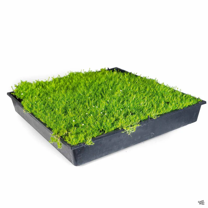 2281-scotch-moss-3.webp Scotch Moss