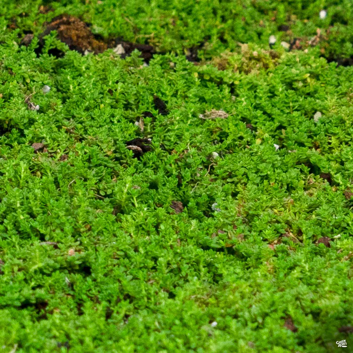 2284-green-carpet-1.webp Green Carpet