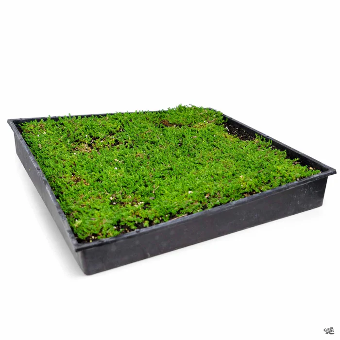 2284-green-carpet-2.webp Green Carpet