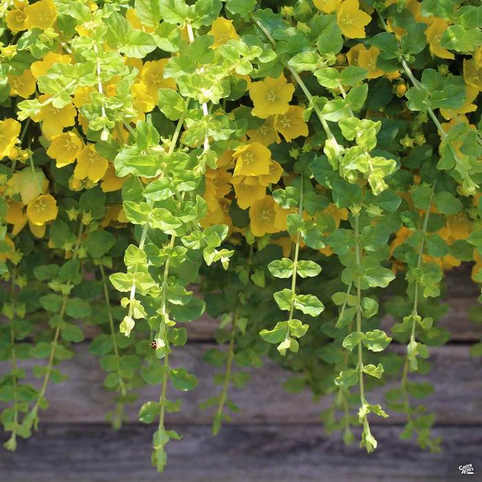 2285-golden-moneywort-1.webp Golden Moneywort