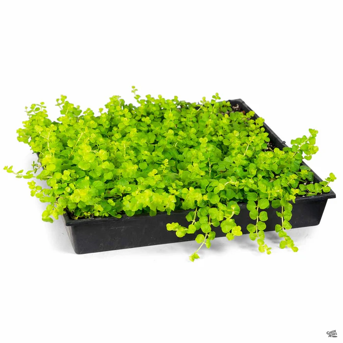 2285-golden-moneywort-2.webp Golden Moneywort