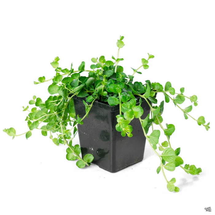 Green Moneywort