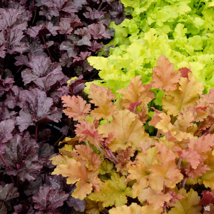 Coral Bells