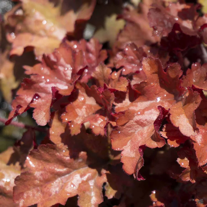 Coral Bells
