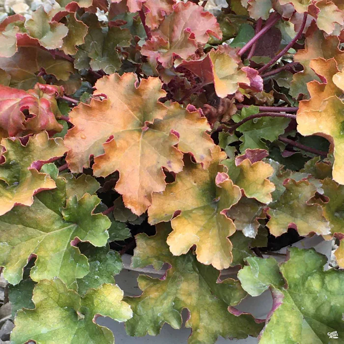Coral Bells