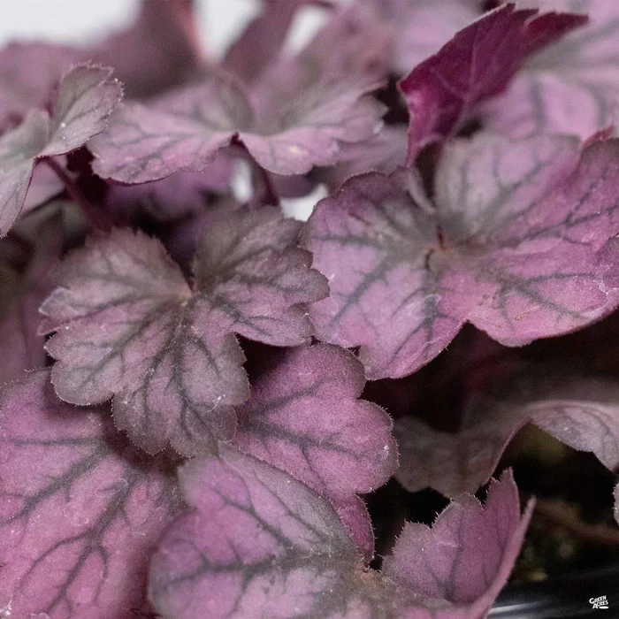 Coral Bells