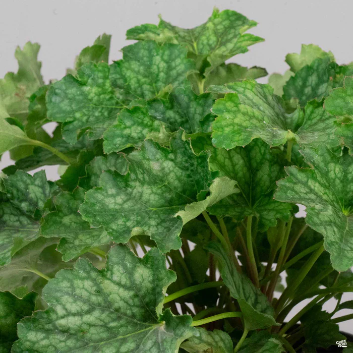 Coral Bells