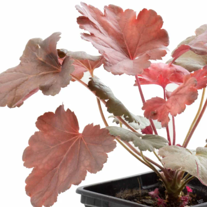 Coral Bells
