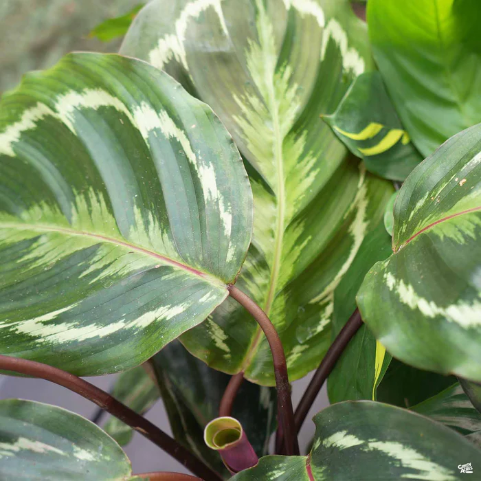 2292-calathea-medallion-1.webp Calathea 'Medallion'