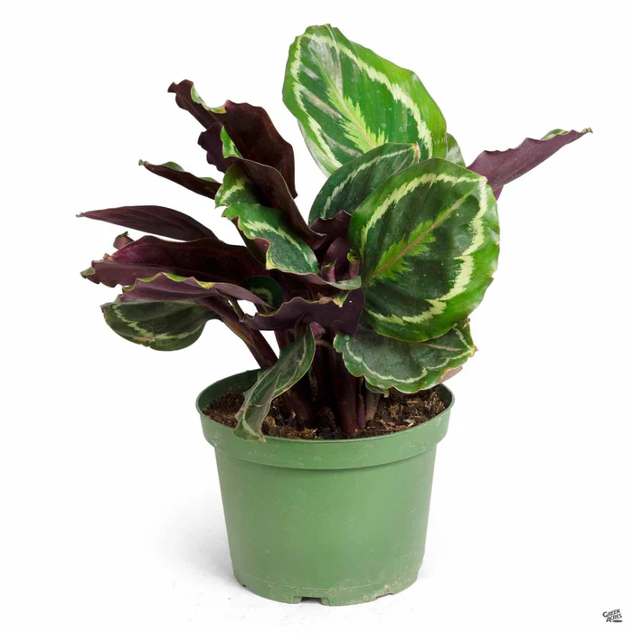 2292-calathea-medallion-2.webp Calathea 'Medallion'