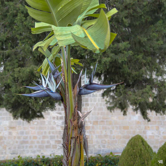 2331-giant-bird-of-paradise-1.webp Giant Bird of Paradise