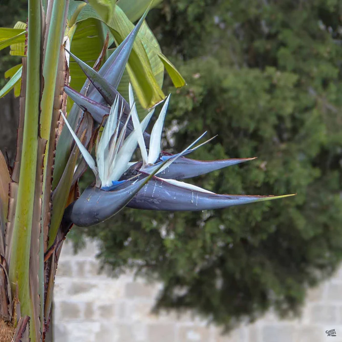 2331-giant-bird-of-paradise-2.webp Giant Bird of Paradise