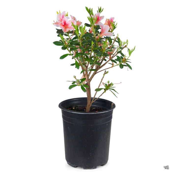 Azalea 'Pink Lace'