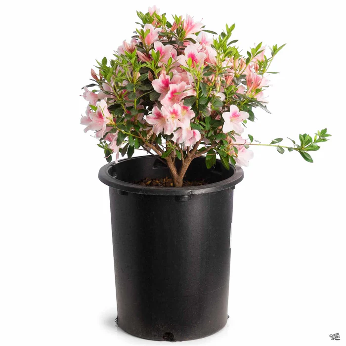 Azalea 'Pink Lace'
