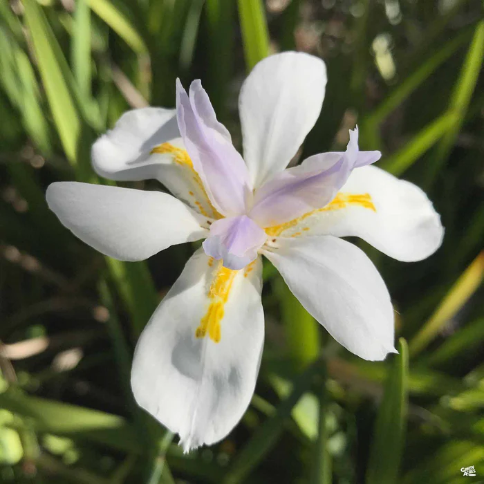 2350-african-iris-2.webp African Iris